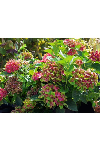 Hydrangea Schloss Wackerbarth/Glam Rock